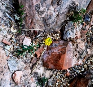 Yellow Flower IMG_1799